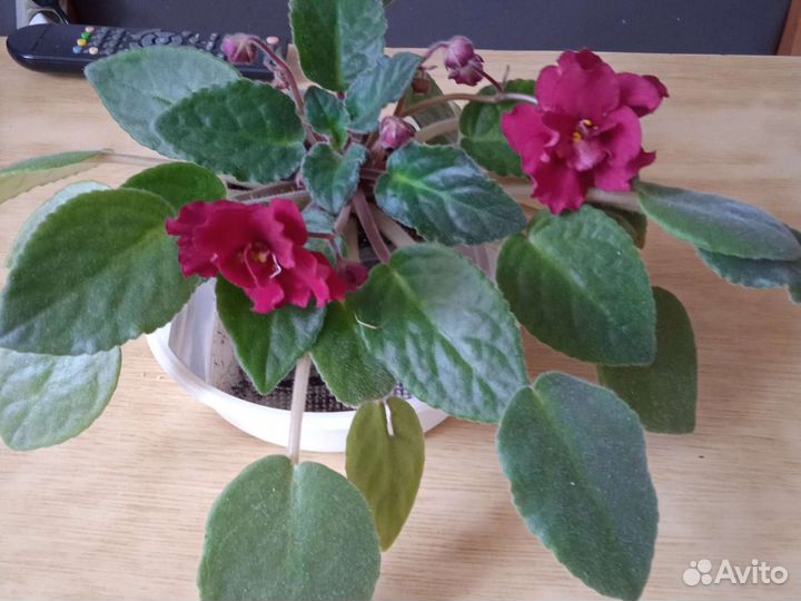 Комнатные растения