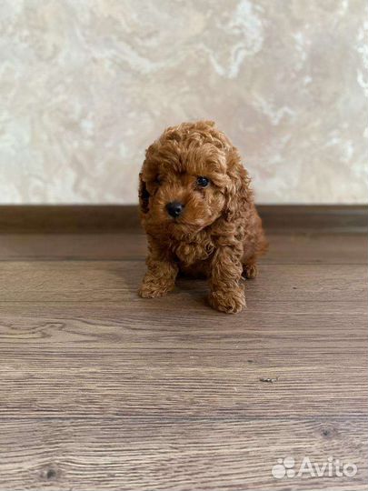 Мальтипу micro