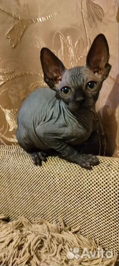 Канадский сфинкс котенок