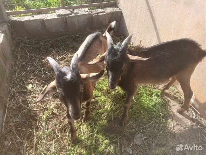 Козлята