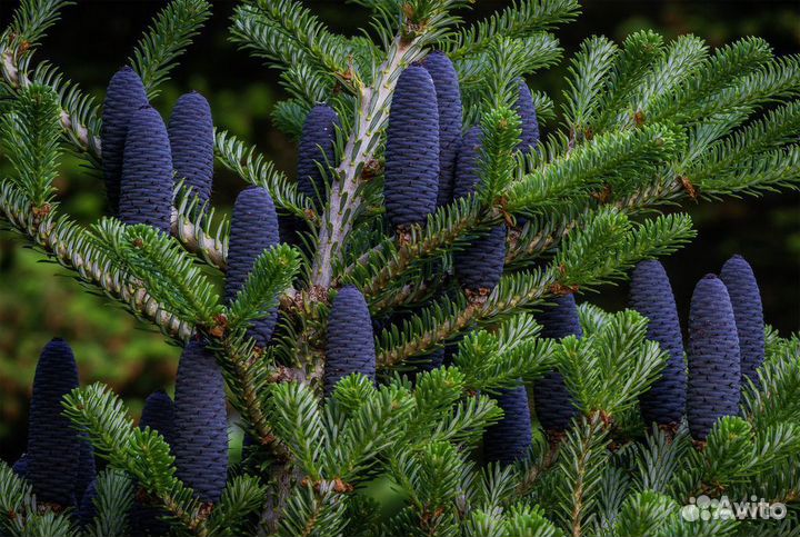 Семена редких деревьев и кустарников