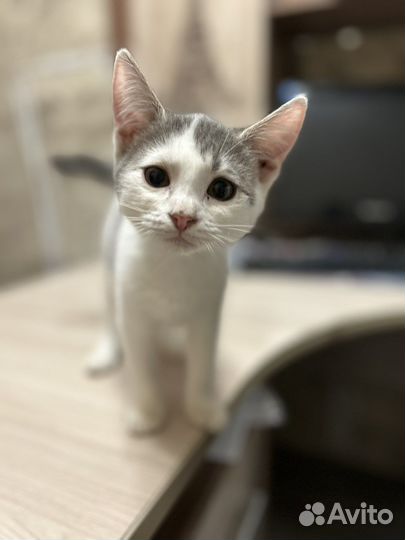 Котенок в добрые руки