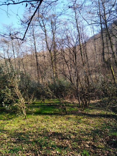 Участок 8 сот. (ИЖС)