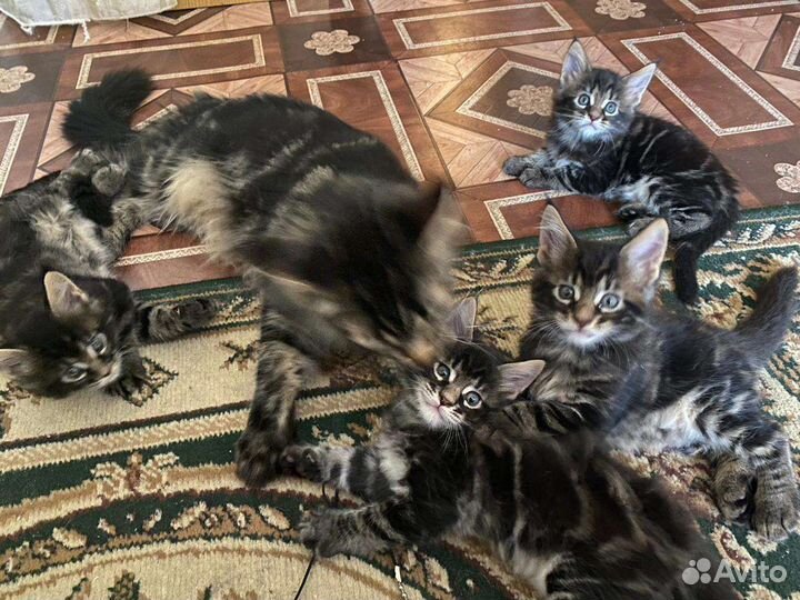 Котята мейн-кун