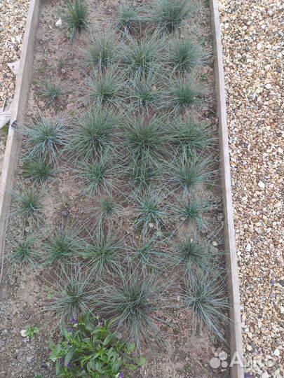 Овсяница сизая