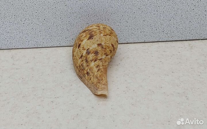 Фикус Вериджита 8 морская ракушка раковина