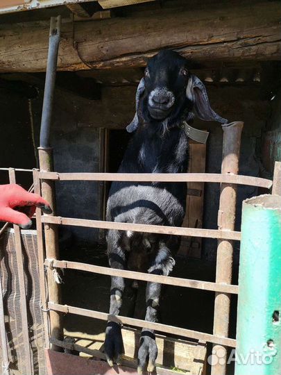 Нубийский козел вязка