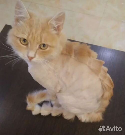 Груминг Стрижка и уход Возможен выезд