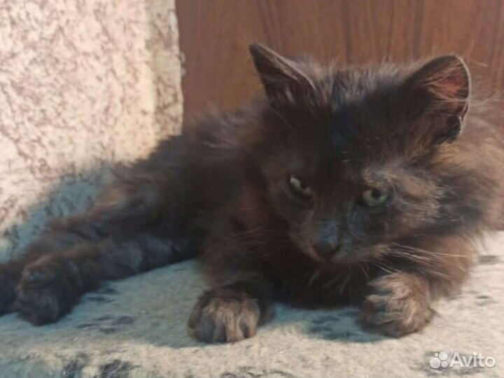 Шоколадный котёнок