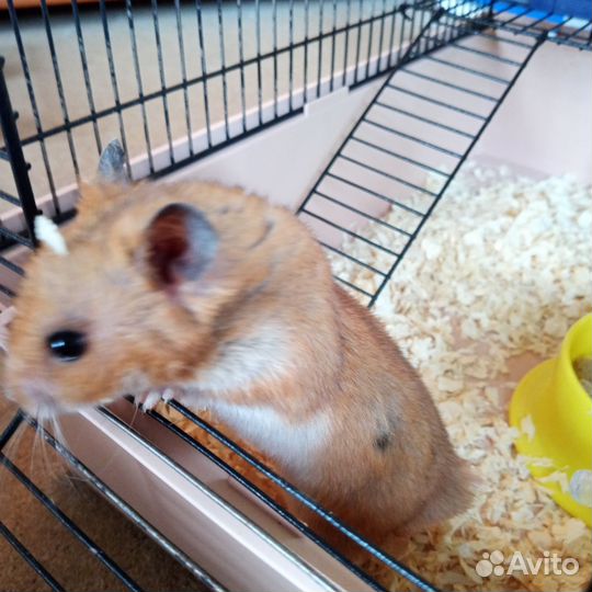 Клетка для джунгарского хомяка