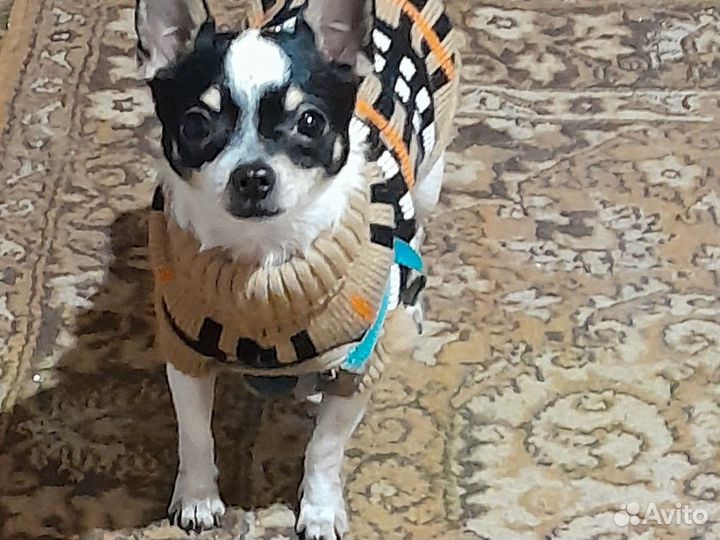 Вязка собак, чихуахуа, саратов