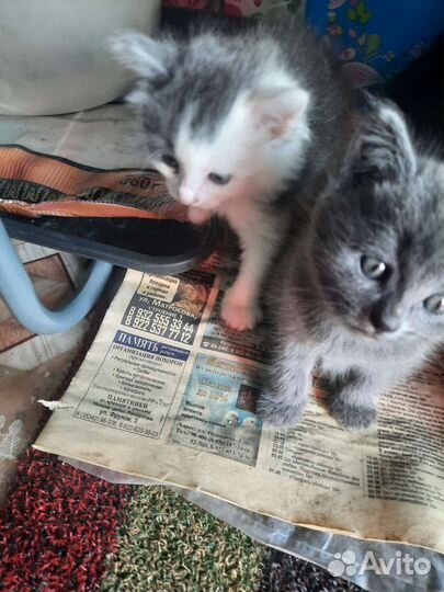 Котята отдам в добрые руки бесплатно
