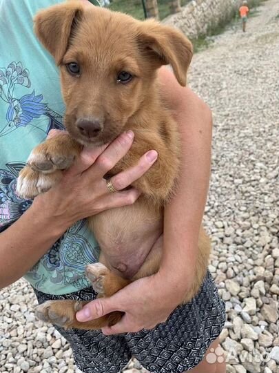 Красивый мальчик щенок