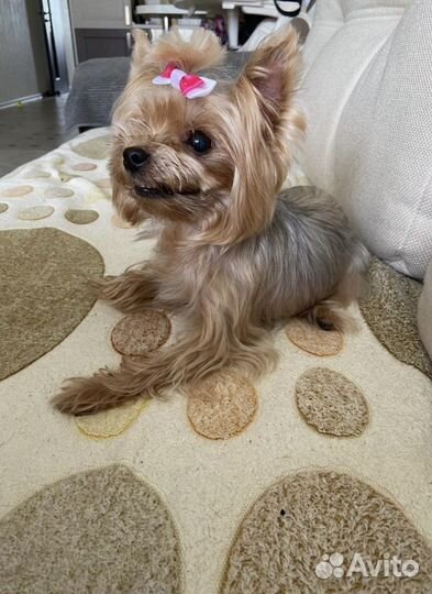 Передержка и социализация животных