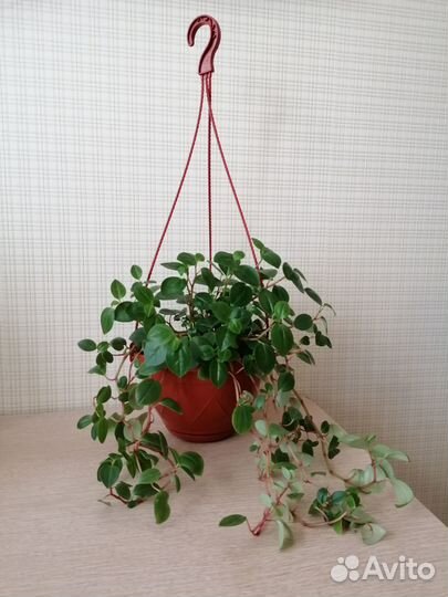 Пеперомия ампельная в кашпо