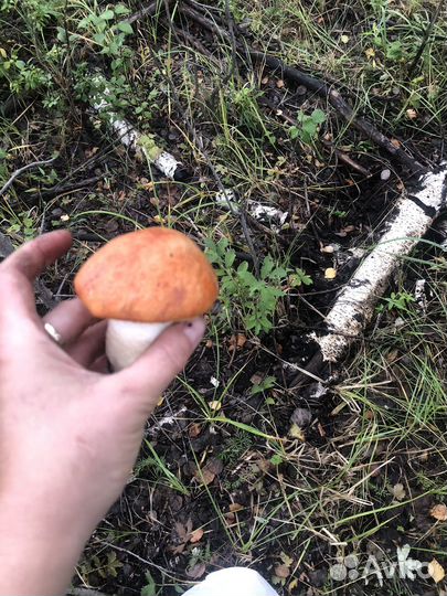 Грибы благородные