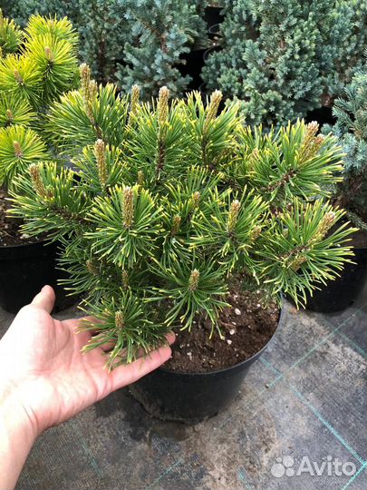 Сосна горная муго Мугус 'mugo Mughus'