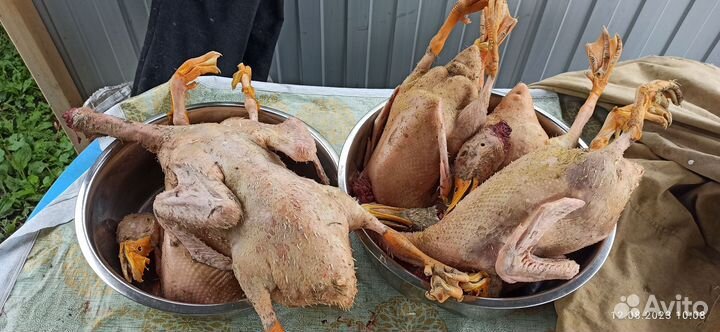 Мясо утки (башкирская, голубой фаворит)