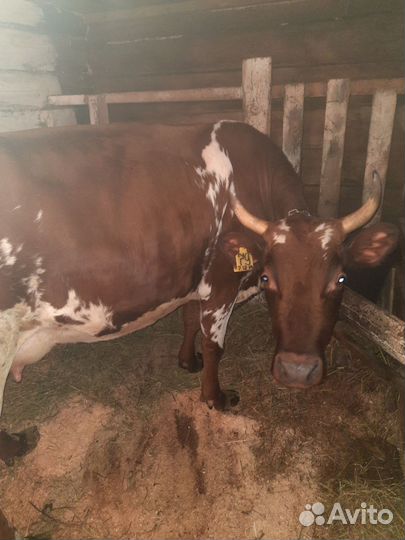 Тёлка и хряк