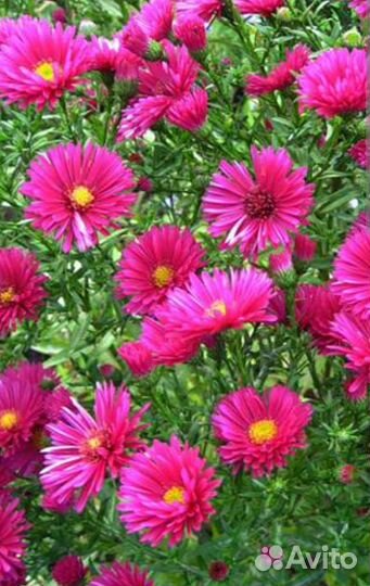 Растения для сада