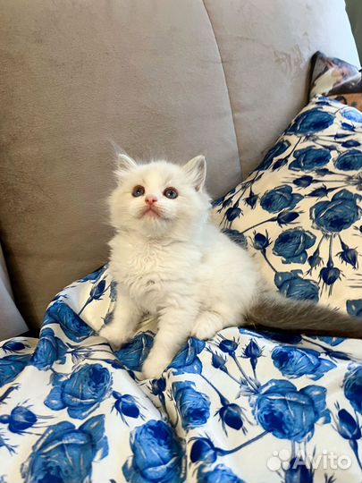 Котята рэгдолл 2 месяца