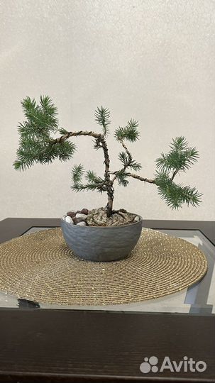 Дерево бонсай ель