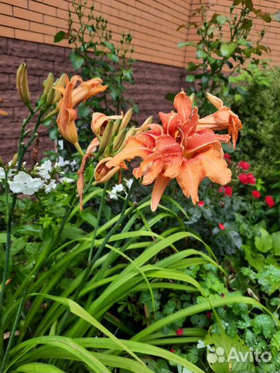 Саженцы лилейник с зелёными листьями