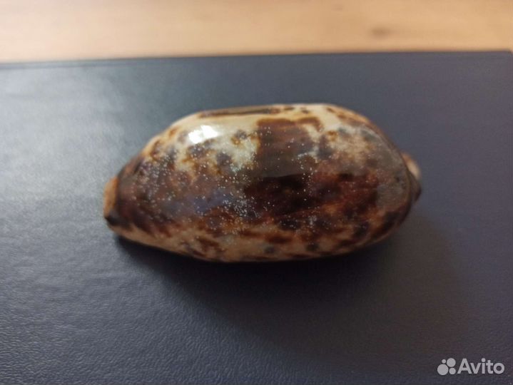 Морская раковина