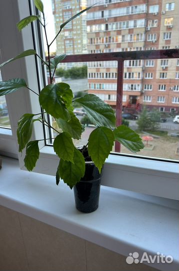 Сингониум, гибискус