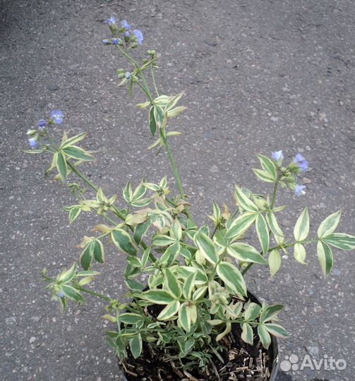 Красотка Polemonium caeruleum