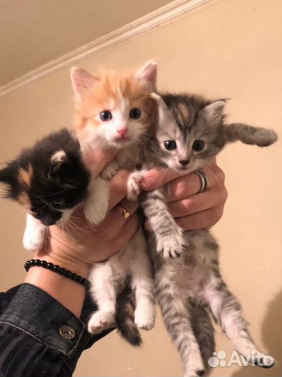 Котята в добрые руки
