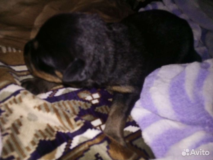 Щенки Ротвейлера