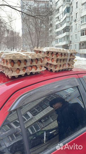 Продам яйца