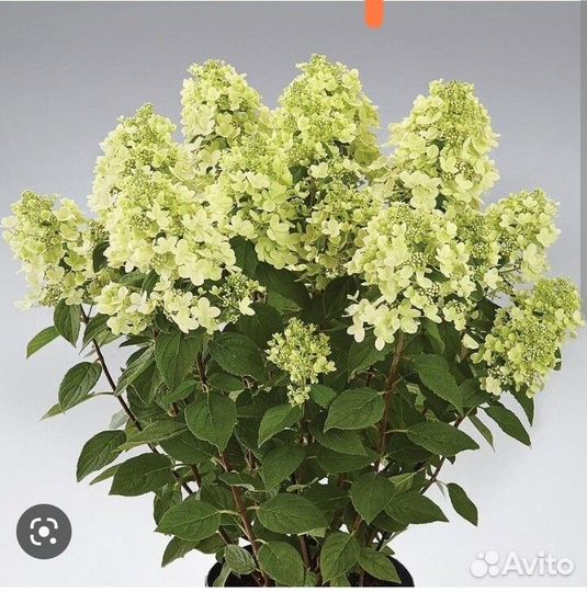 Гортензия метельчатая