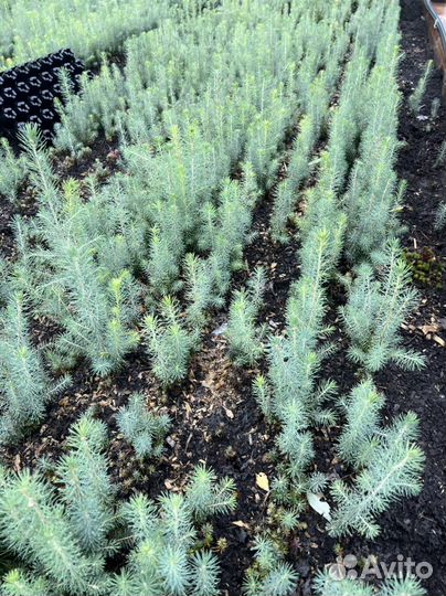 Голубая Ель саженцы сеянцы с окс