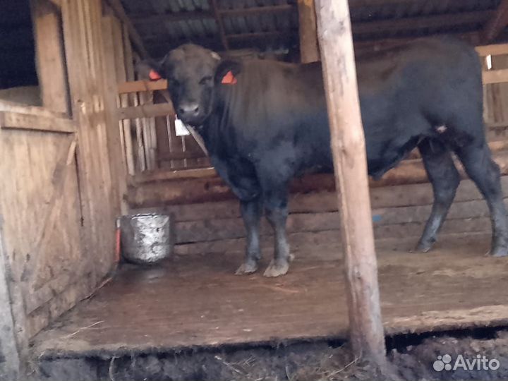 Продам быков на племя