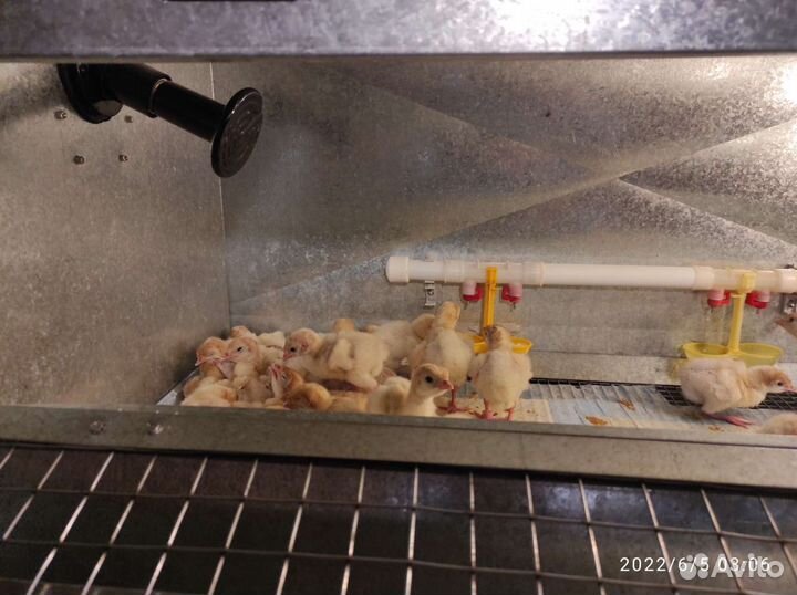 Индюшата хайбрид конвертер