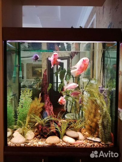 Оформление, обслуживание и спасение аквариумов