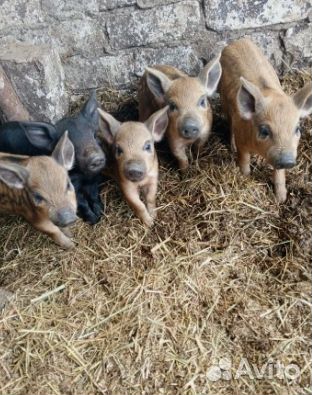 Поросята мангалица