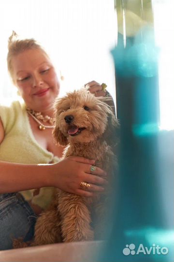 Собака (мальтипу) для фотосессии/ съемок