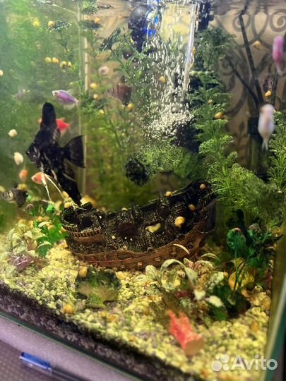 Аквариум