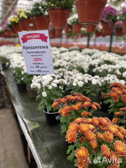 Хризантема мультифлора d12