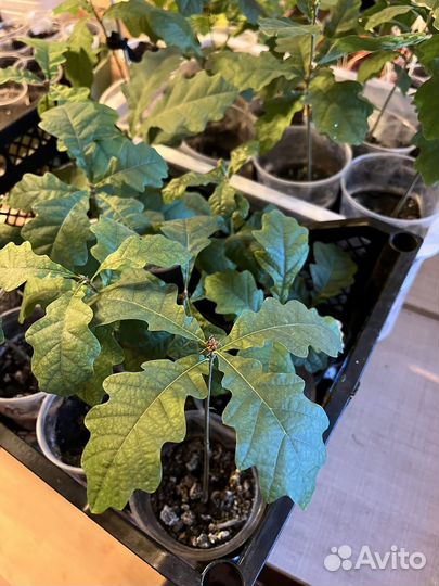 Рассада дубы