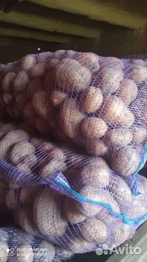 Картофель Коломбо