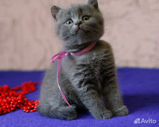 Британский котенок - девочка