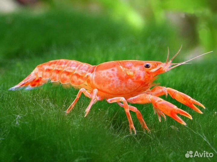 Аквариумные креветки и раки