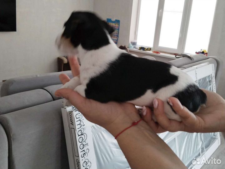 Щенок Джек рассел