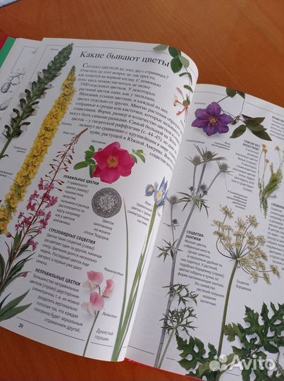 Книга про растения