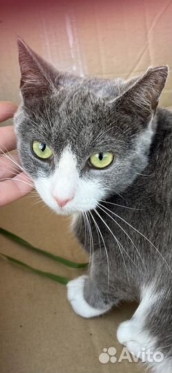 Кошка 10 месяцев в дар