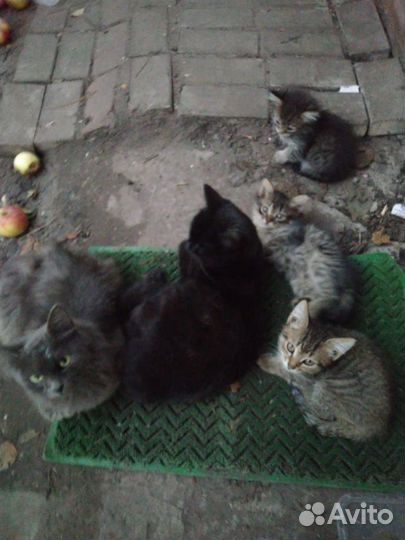 Котята в добрые руки